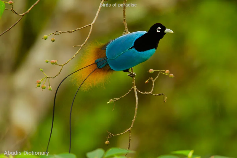 birds of paradise